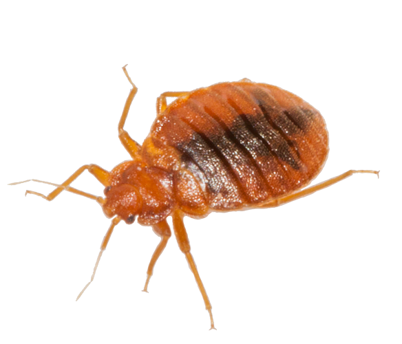 Professional Bedbug Control and Treatment