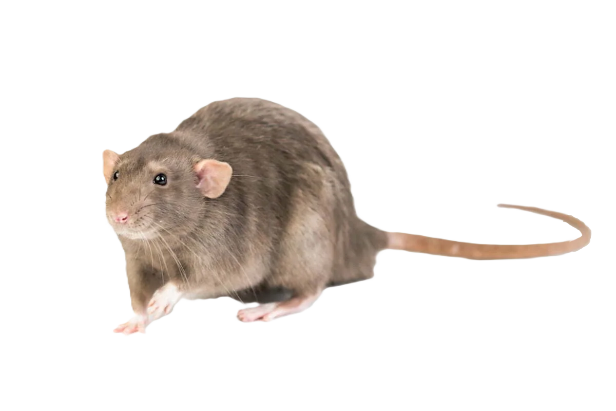 Professional Rats and Mice Control