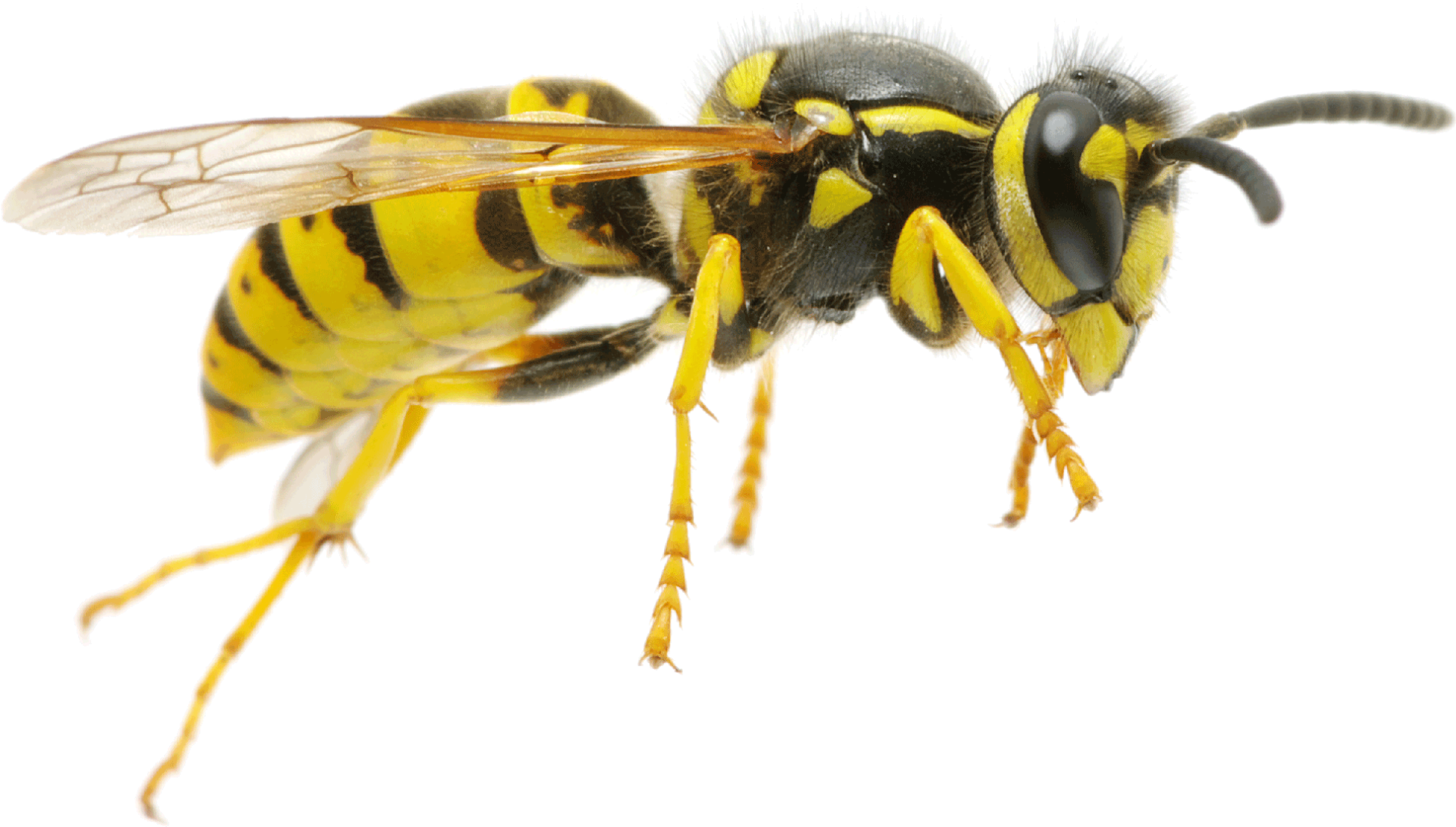 Professional Wasp Control and Nest Removal